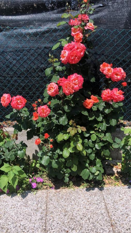 Bed and Breakfast Sensory Garden Сан-Данієле-дель-Фріулі Екстер'єр фото